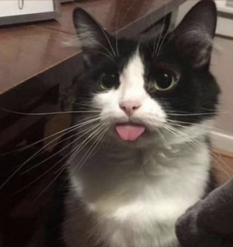 cat with her tongue out